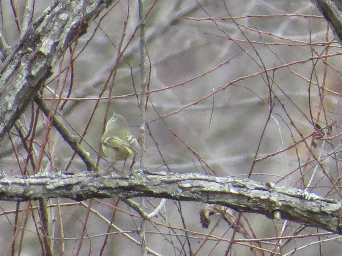 Ruby-crowned Kinglet - ML127499191