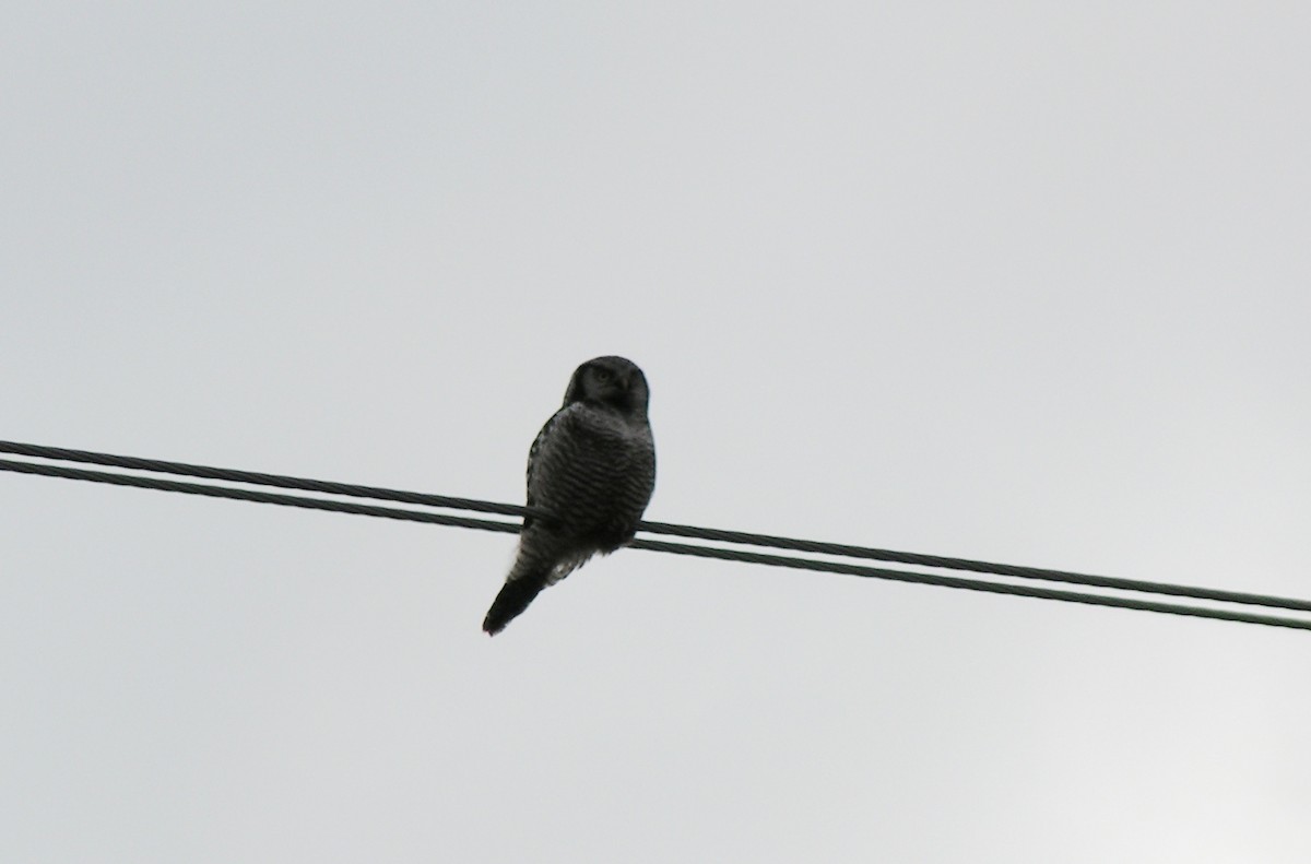 Northern Hawk Owl - Jakob Monroe