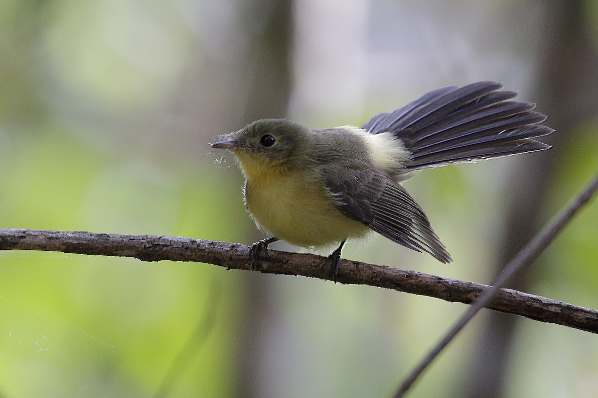 Black-tailed Flycatcher - ML127499641