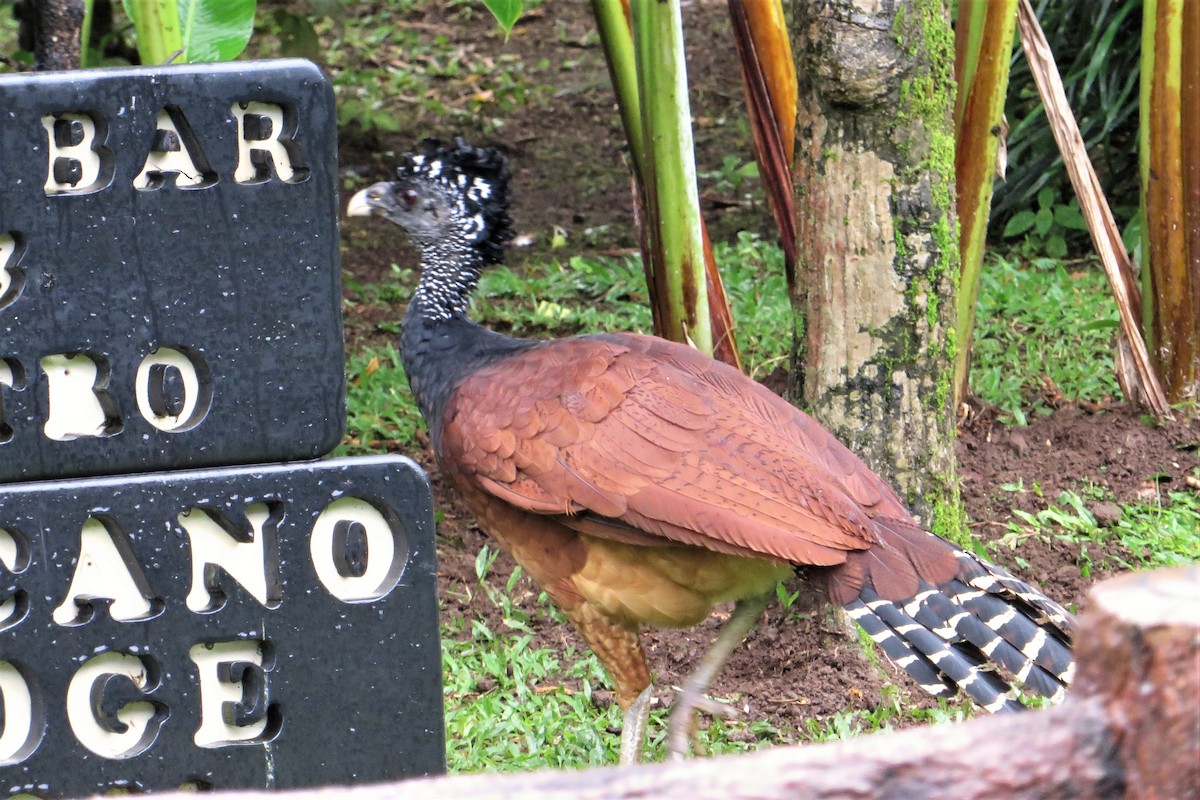 Great Curassow - ML127500201