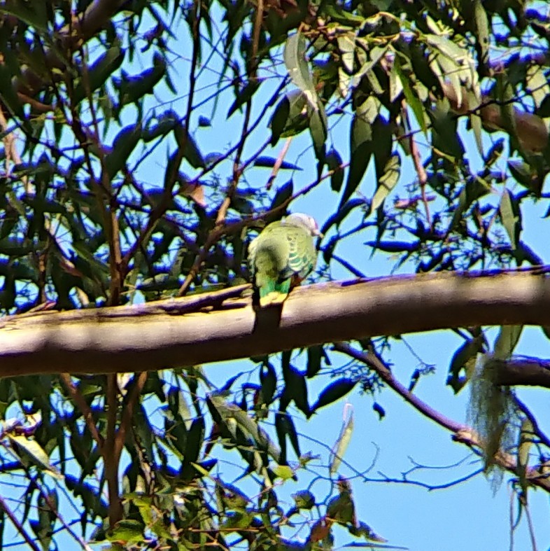 Rose-crowned Fruit-Dove - ML127500241