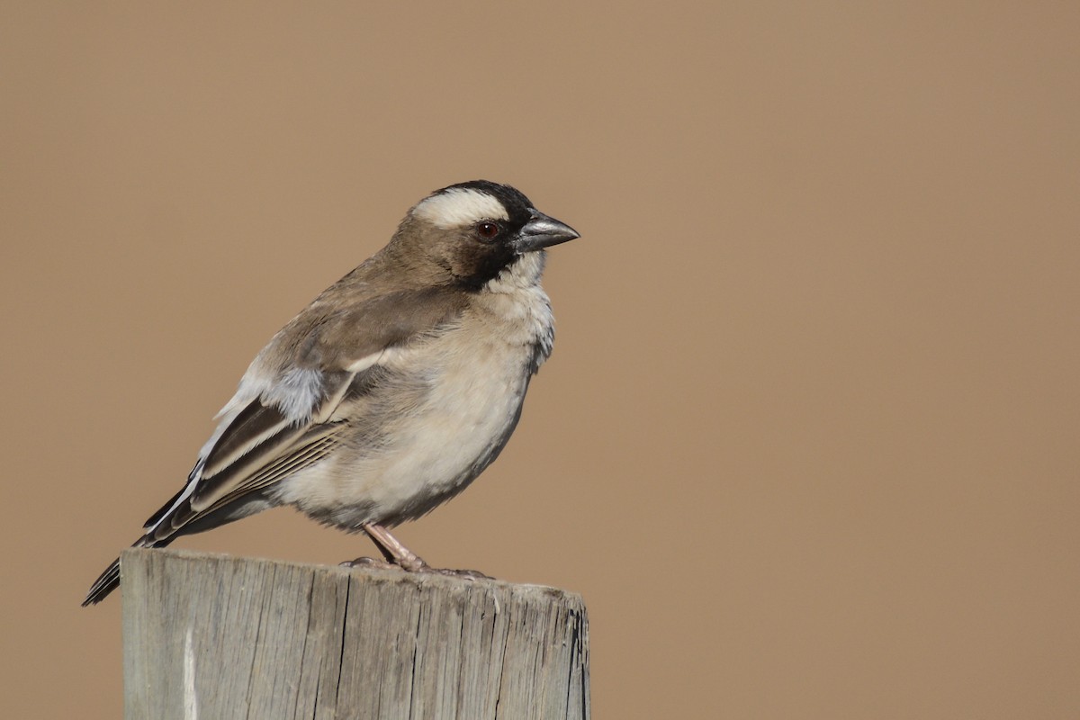 White-browed Sparrow-Weaver - Patrick Maurice