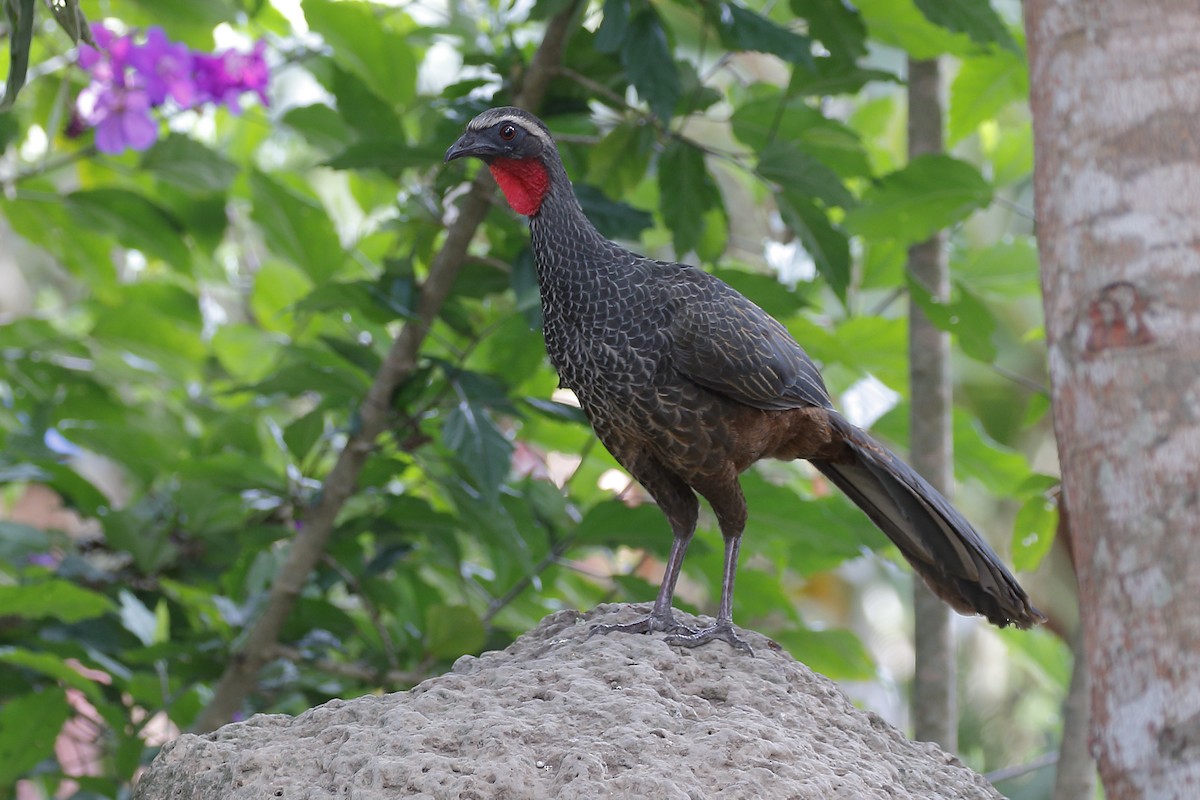 Rusty-margined Guan - ML127502191