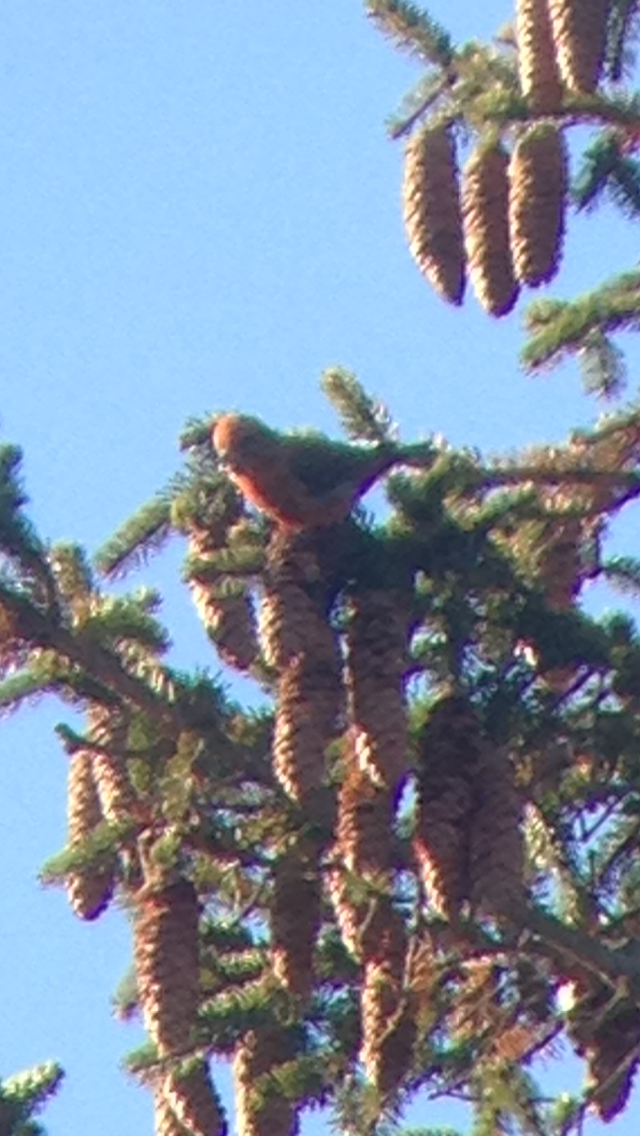 Red Crossbill - ML127502241