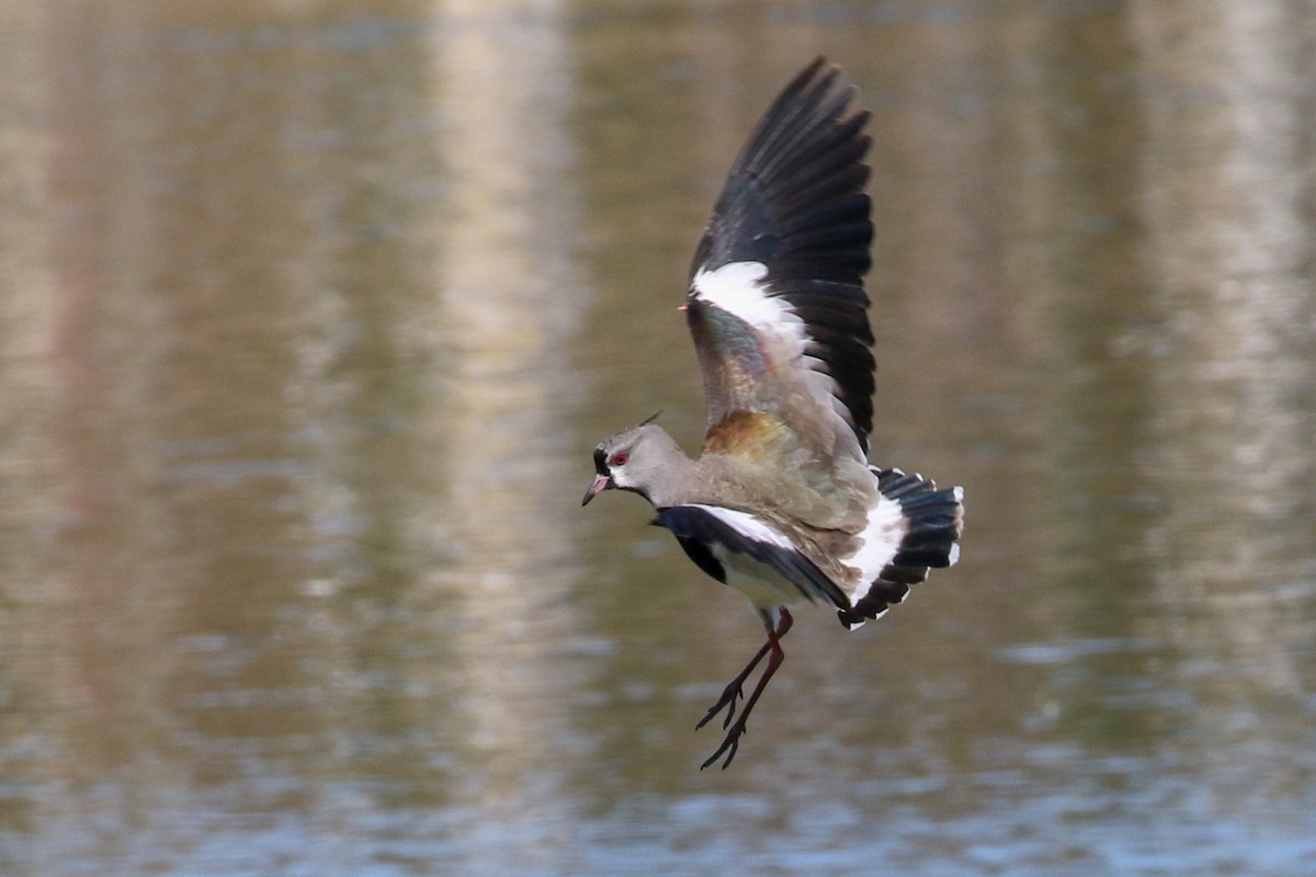 Southern Lapwing - ML127503501