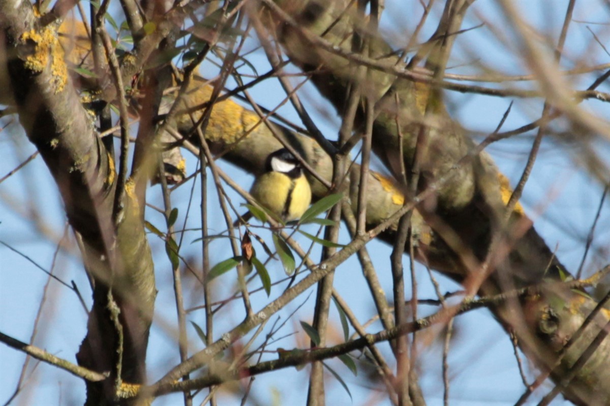 Great Tit - ML127503691