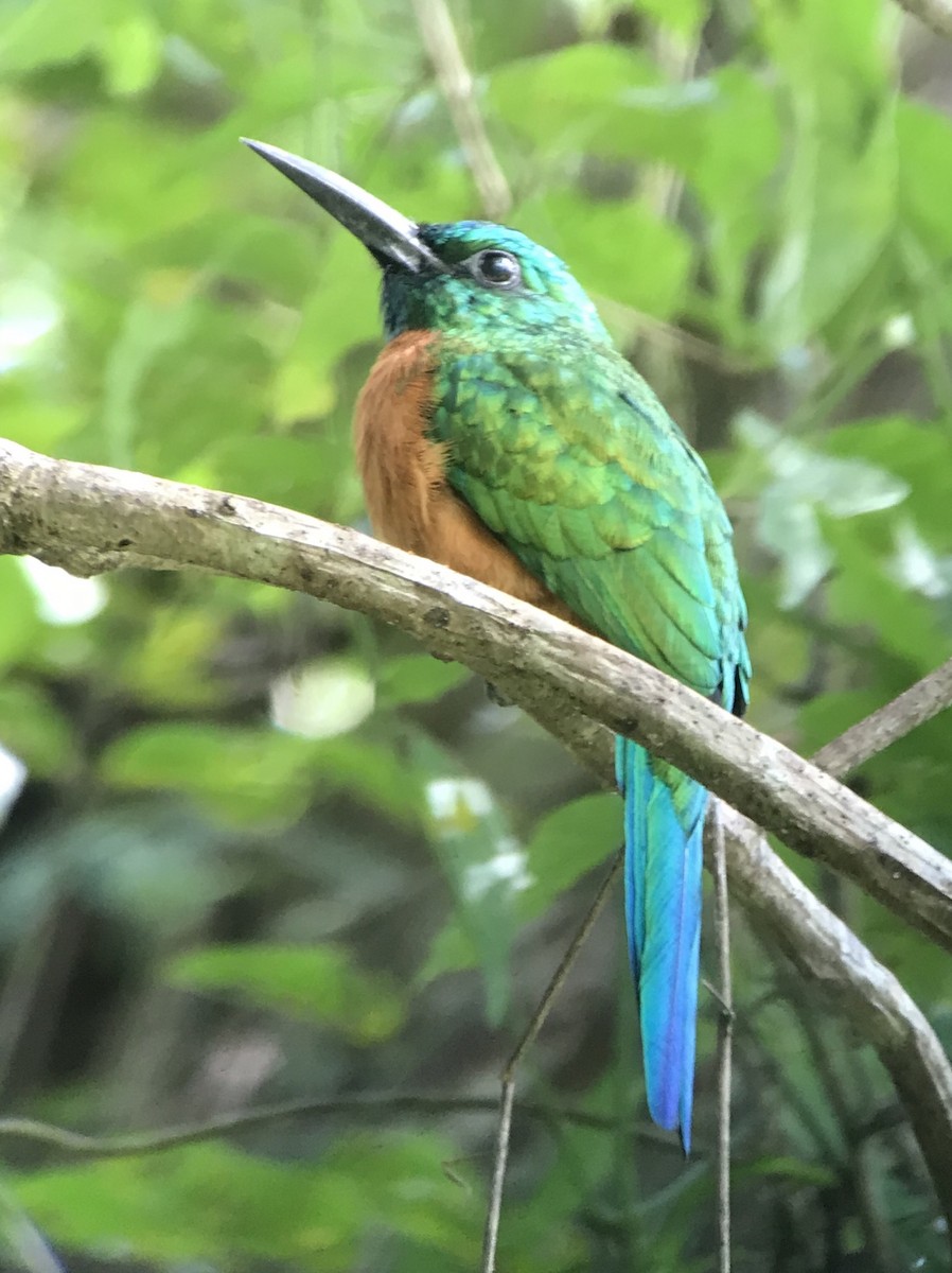 Great Jacamar - ML127505071