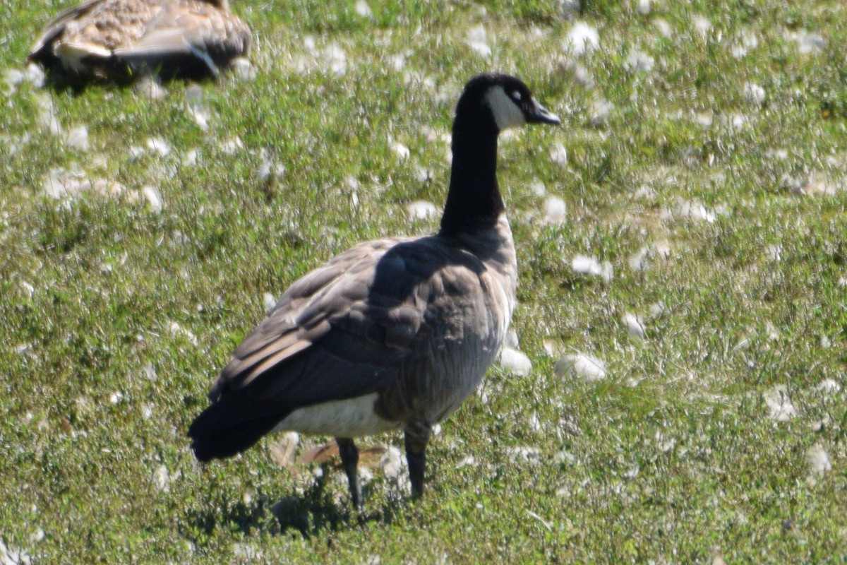 Cackling Goose (Richardson's) - ML127505161