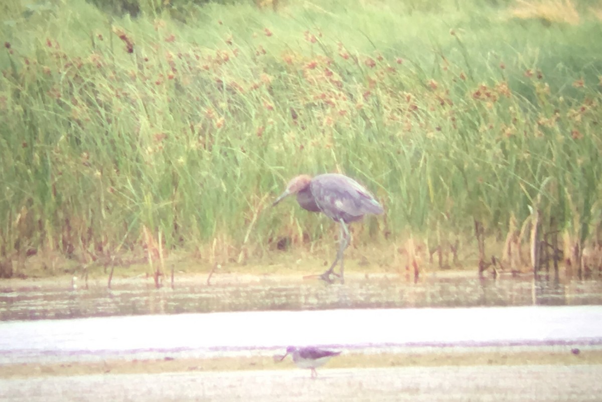 Reddish Egret - ML127505691