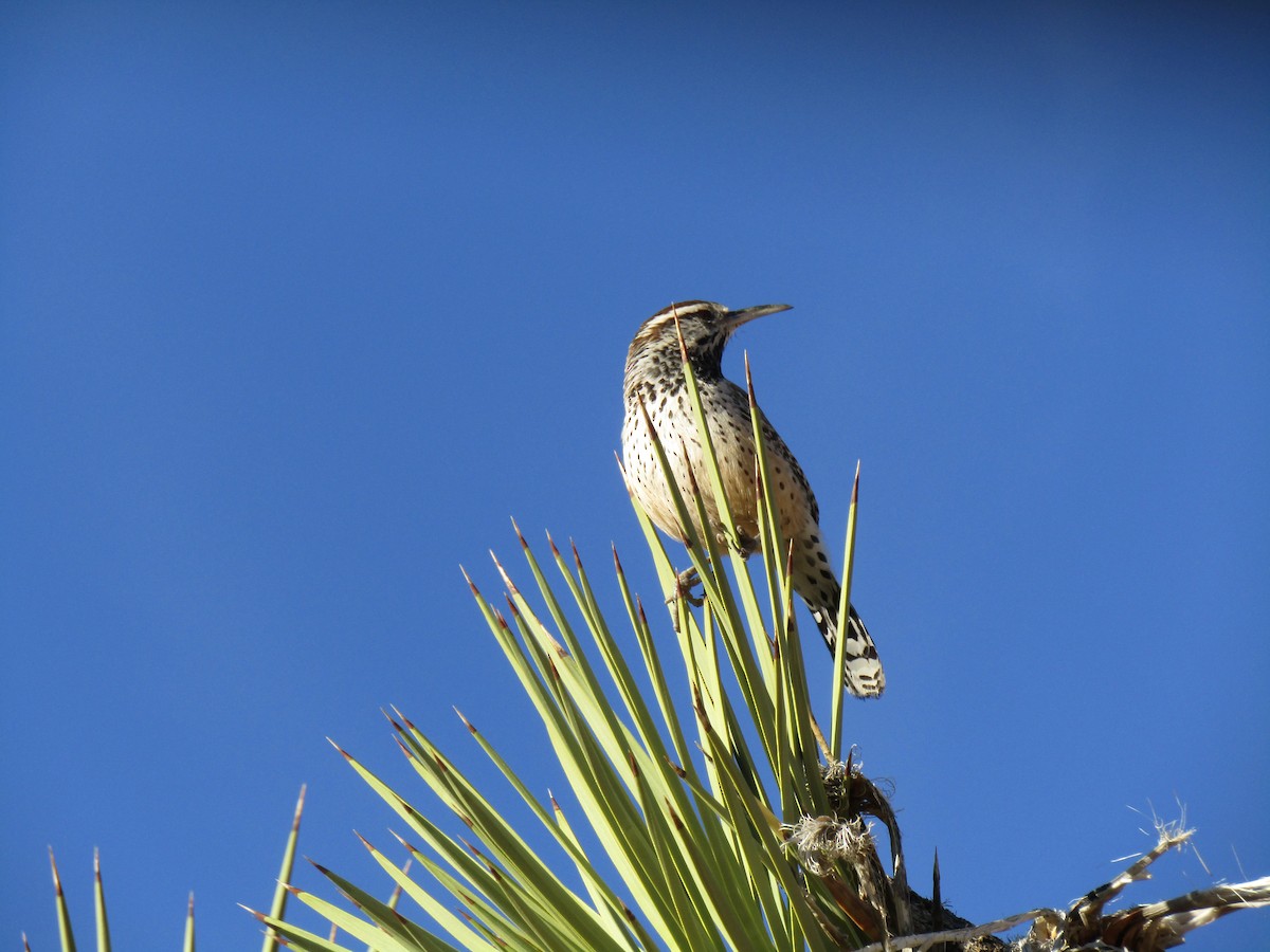 Cactus Wren - ML127505941