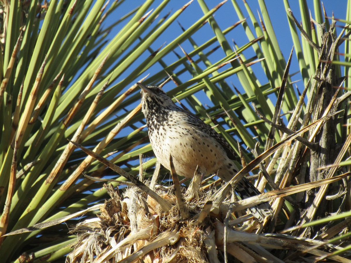 Cactus Wren - ML127505981
