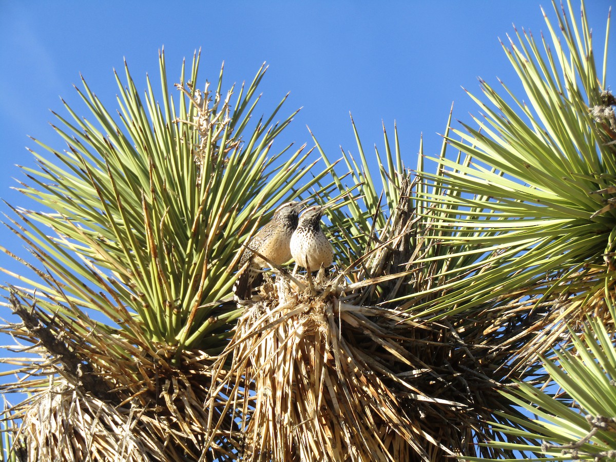 Cactus Wren - ML127506201