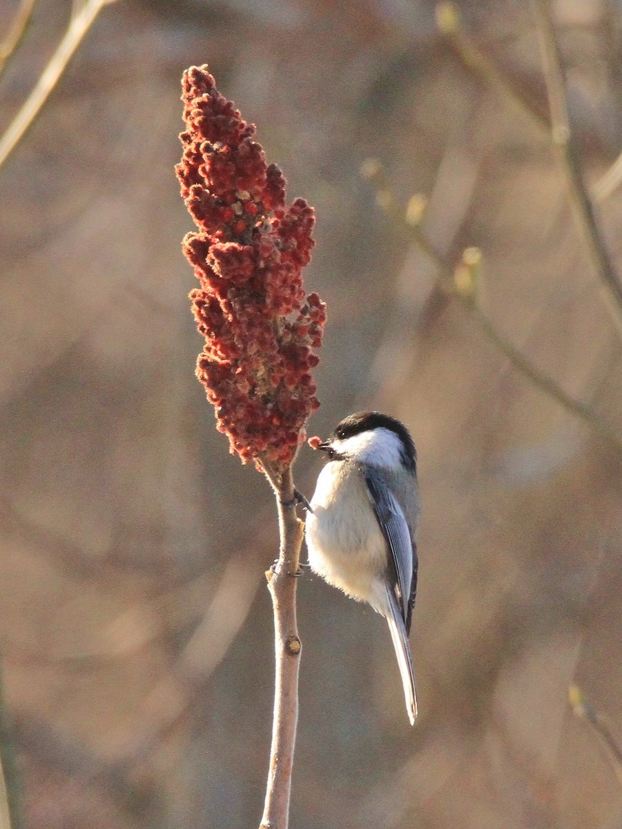 Black-capped Chickadee - ML127506961