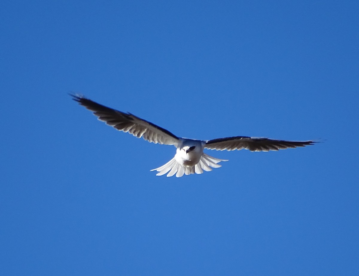 White-tailed Kite - Robin Roberts