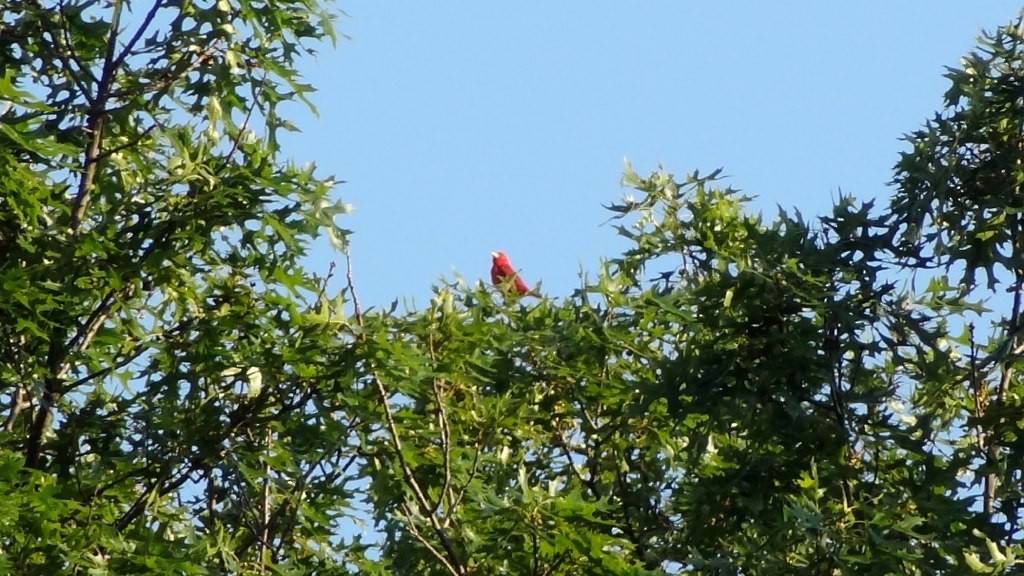 Summer Tanager - ML127507751