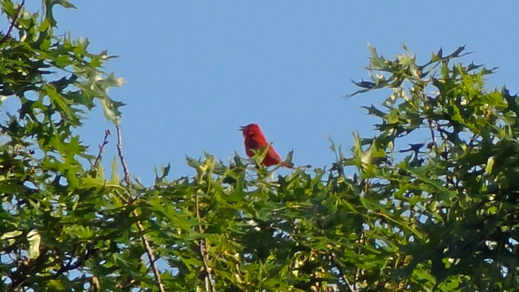 Summer Tanager - Keith Eric Costley