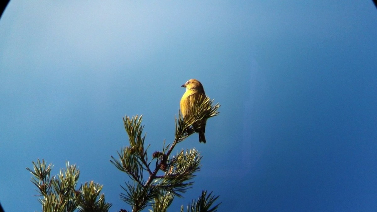 White-winged Crossbill - Keith Eric Costley