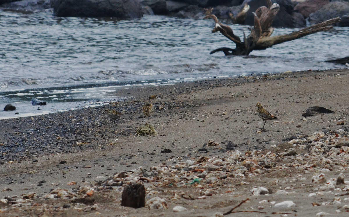 Pacific Golden-Plover - ML127509651