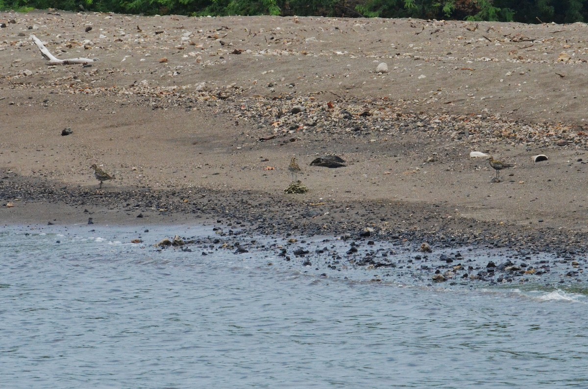 Pacific Golden-Plover - ML127509681