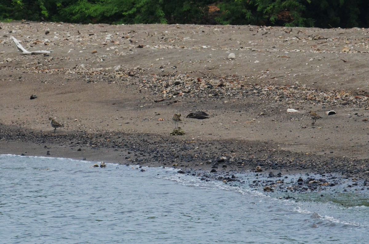 Pacific Golden-Plover - ML127509691