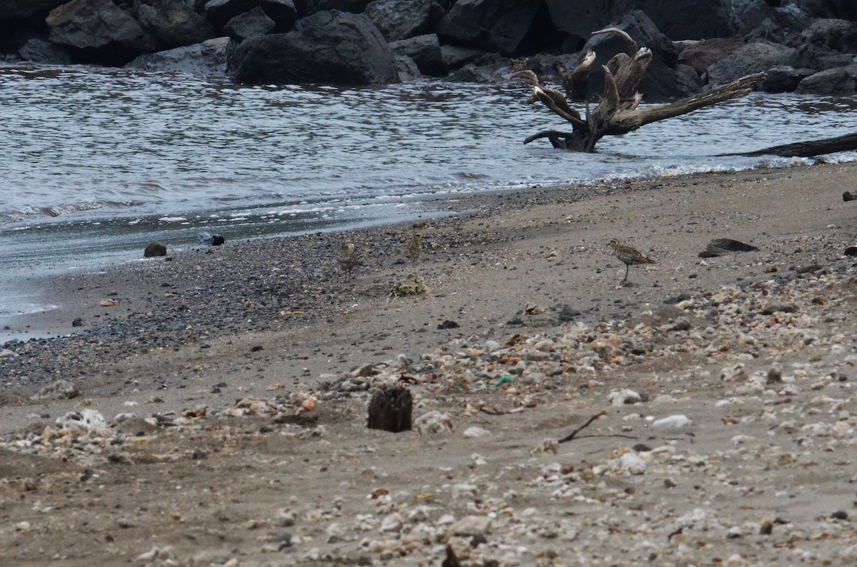 Pacific Golden-Plover - ML127509701