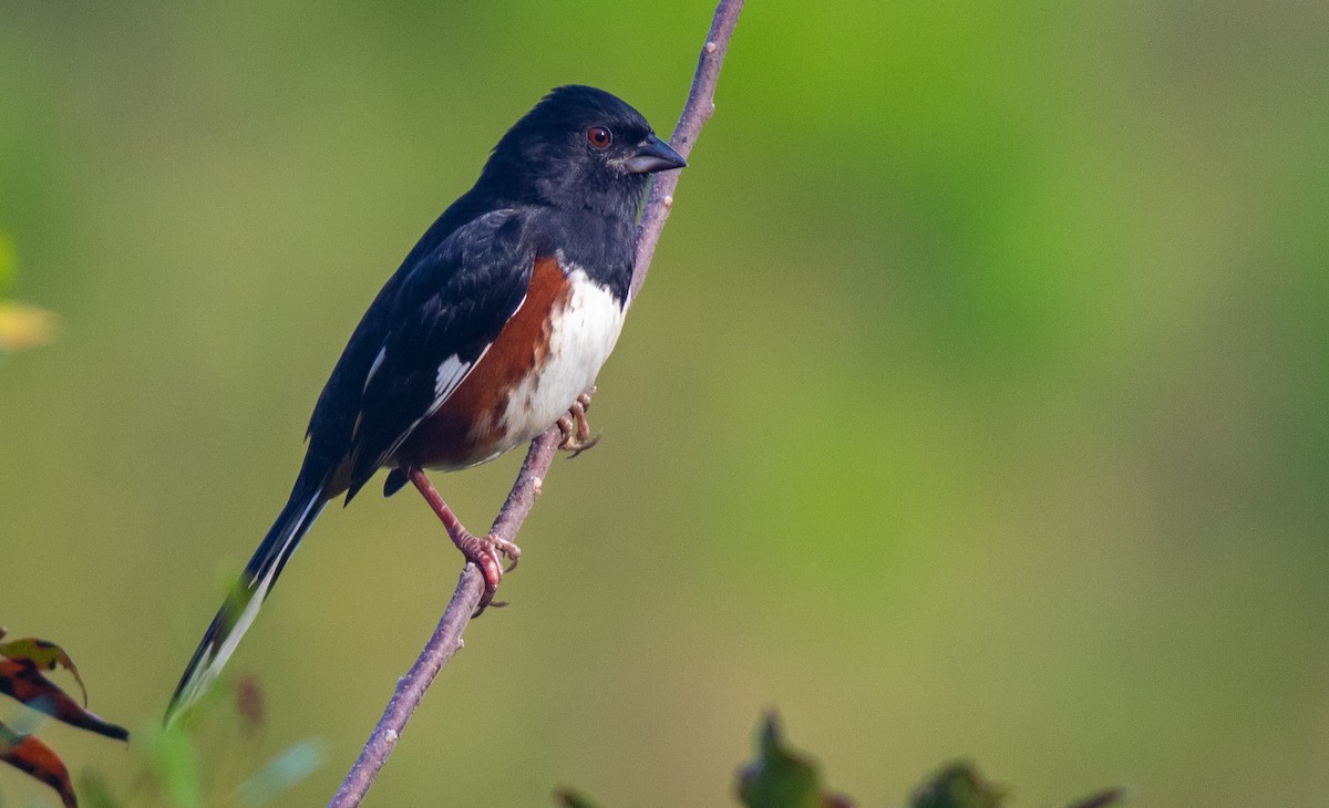 Eastern Towhee (Red-eyed) - Scott Simmons