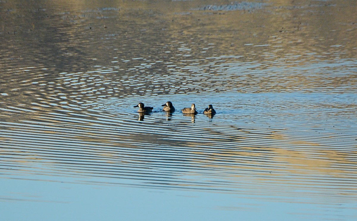 Blue-winged Teal - ML127510451