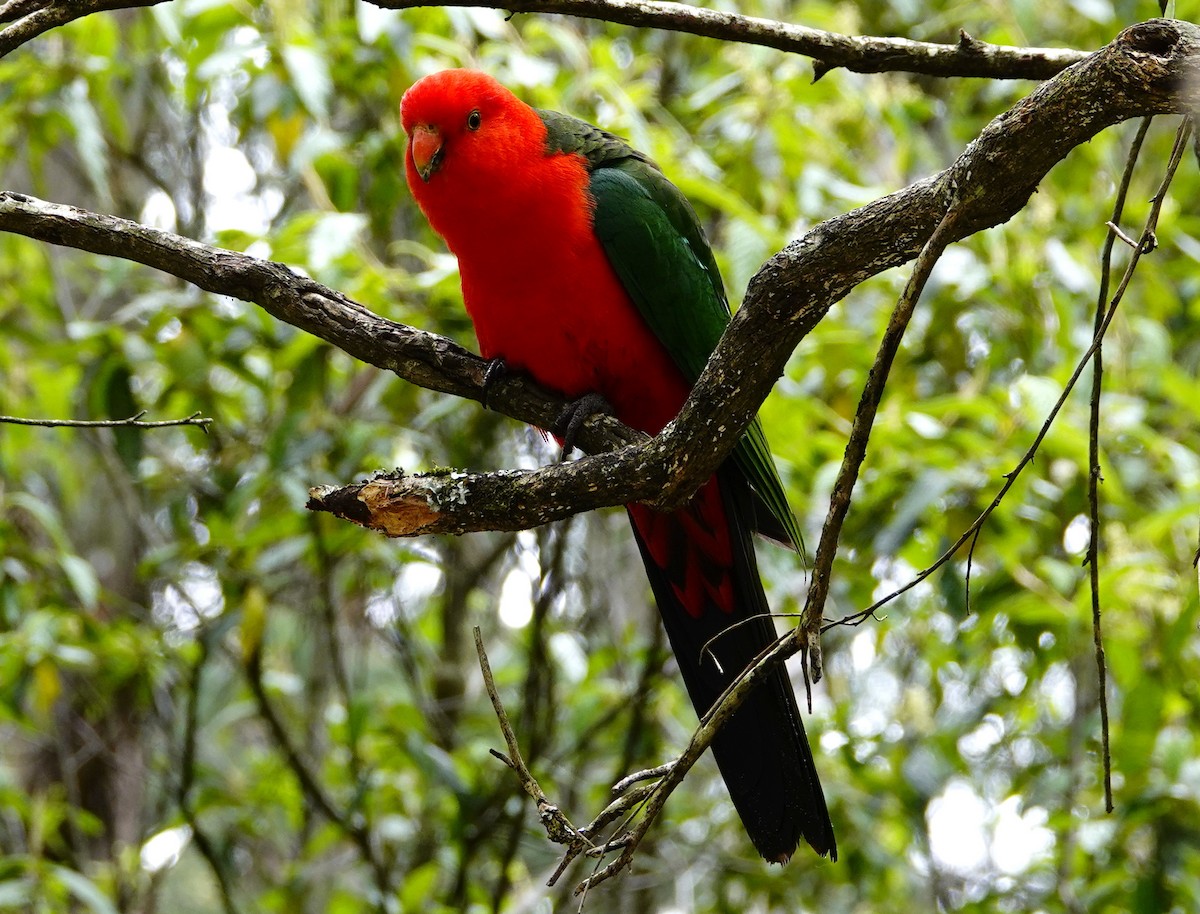 Australian King-Parrot - William Proebsting