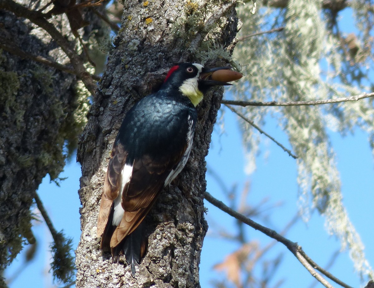 Acorn Woodpecker - Graham Floyd