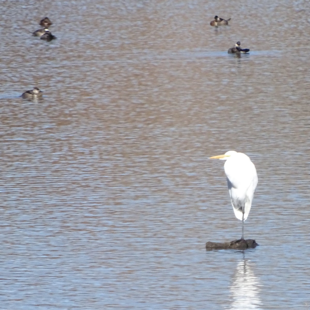 Great Egret - W Wonderley