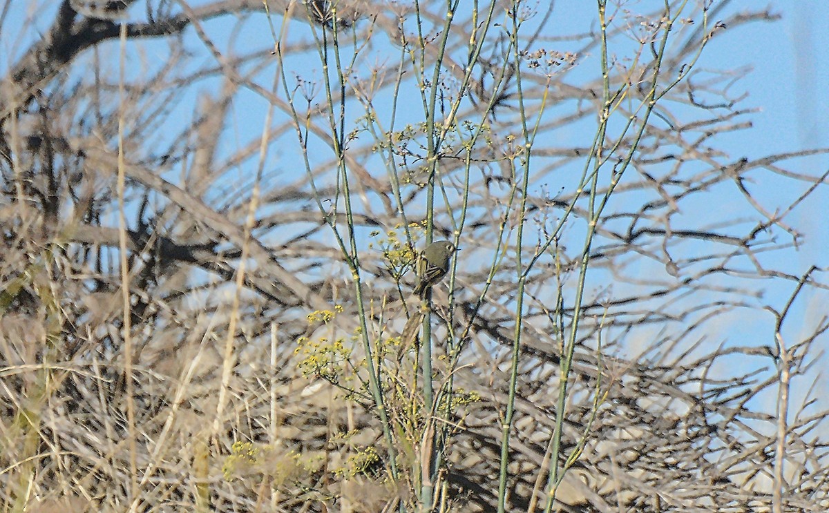 Ruby-crowned Kinglet - Douglas Hall