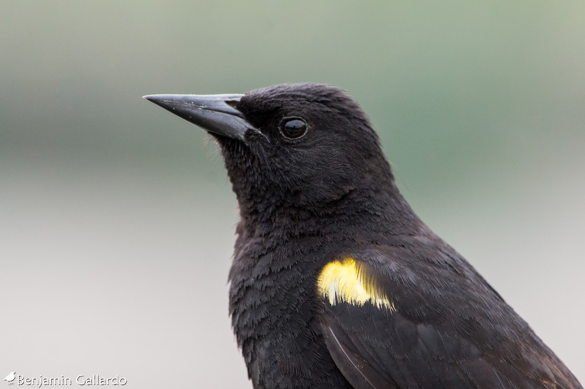 Yellow-winged Blackbird - ML127512501