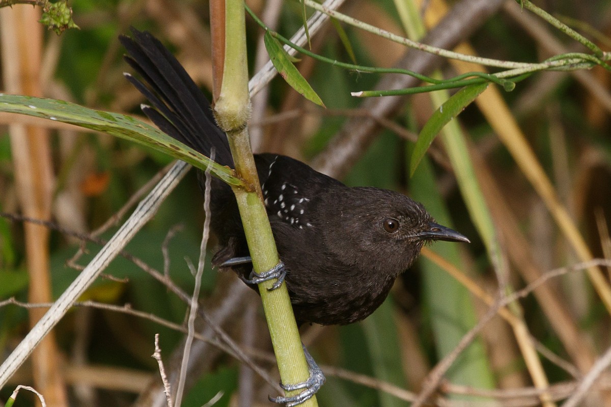 Mato Grosso Antbird - Silvia Faustino Linhares