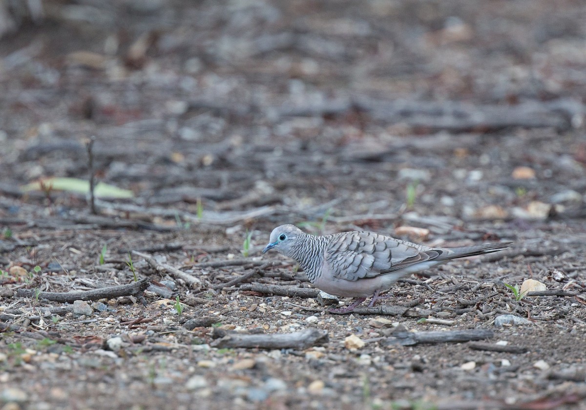 Peaceful Dove - ML127514671