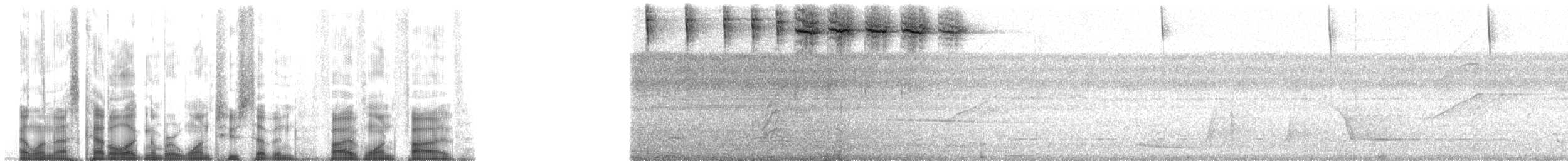 Calliste tacheté - ML127515