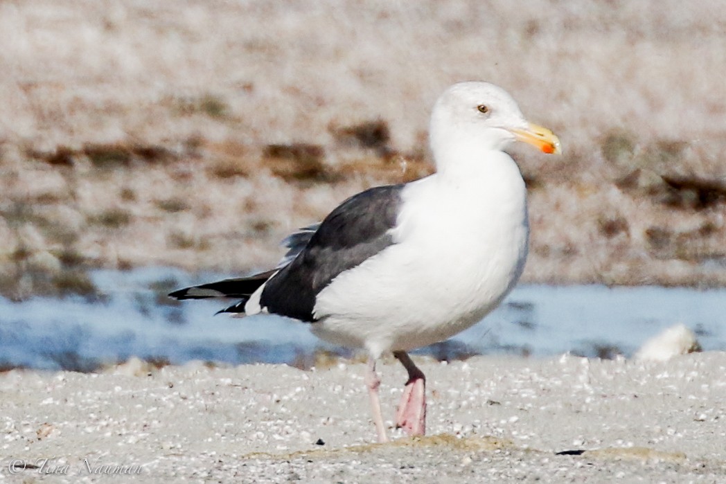 Western Gull - Tina Nauman