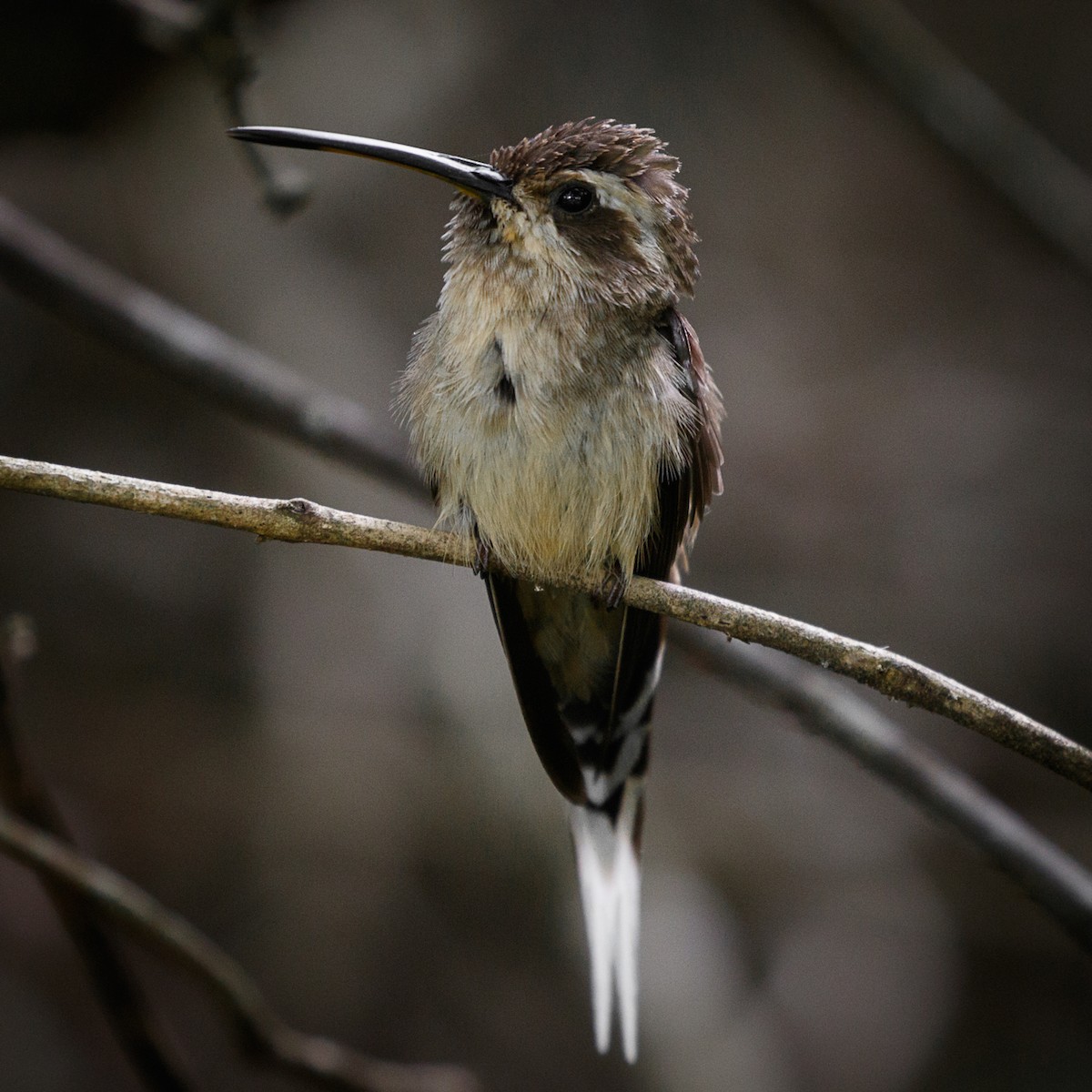 Buff-bellied Hermit - Silvia F🪶 Linhares