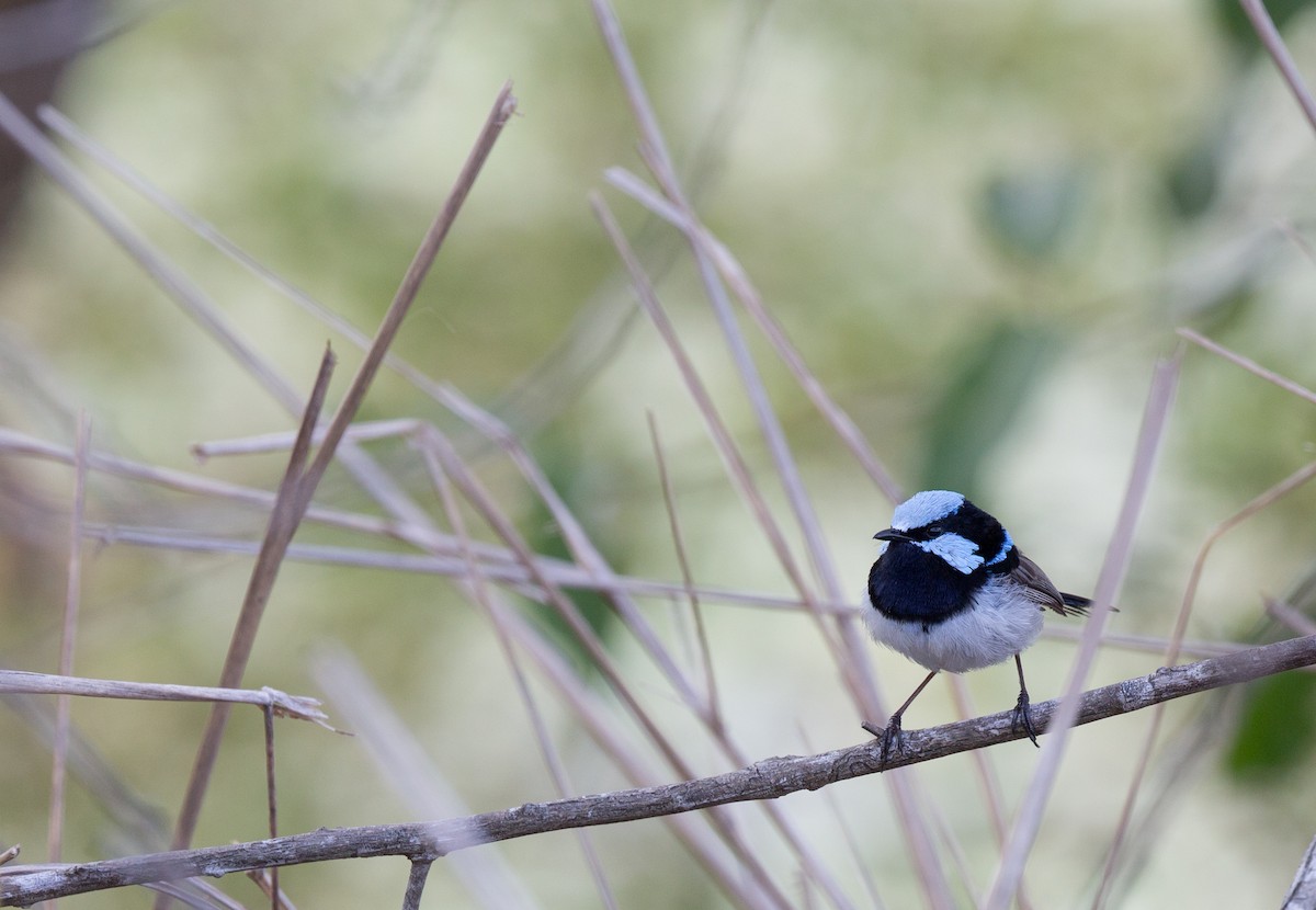 Superb Fairywren - ML127516751