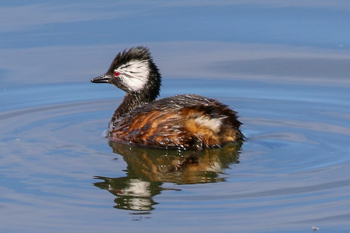 White-tufted Grebe - ML127516911