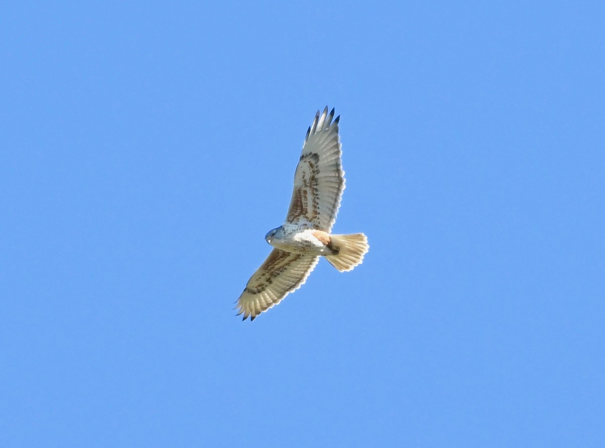 Ferruginous Hawk - ML127517361