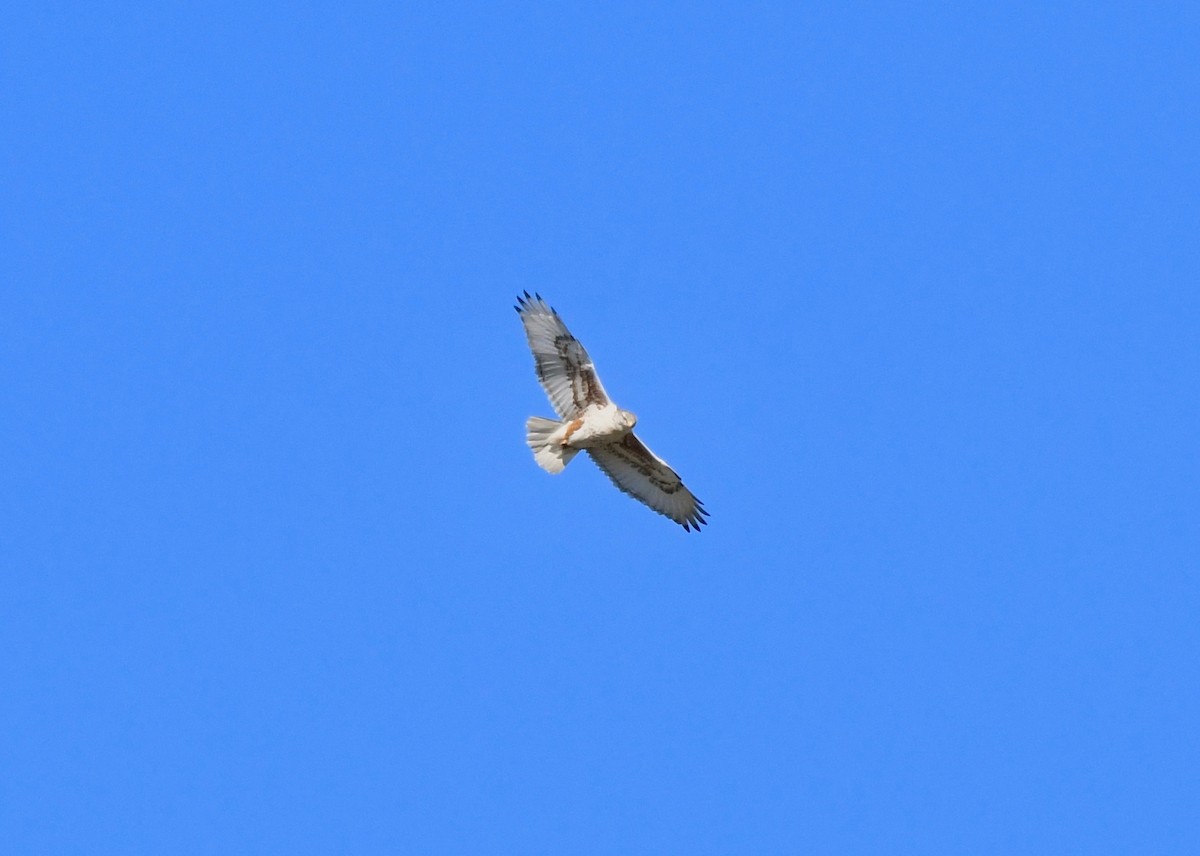 Ferruginous Hawk - ML127517381