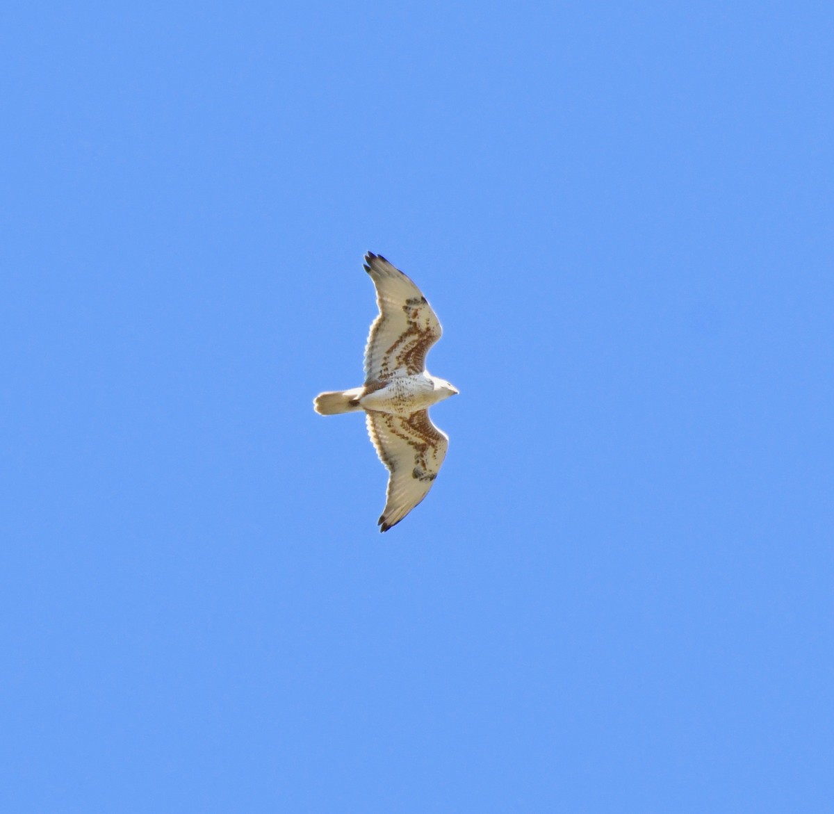 Ferruginous Hawk - Adam Dudley