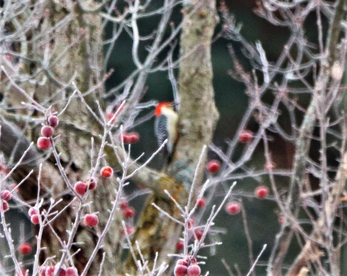 Red-bellied Woodpecker - ML127517581
