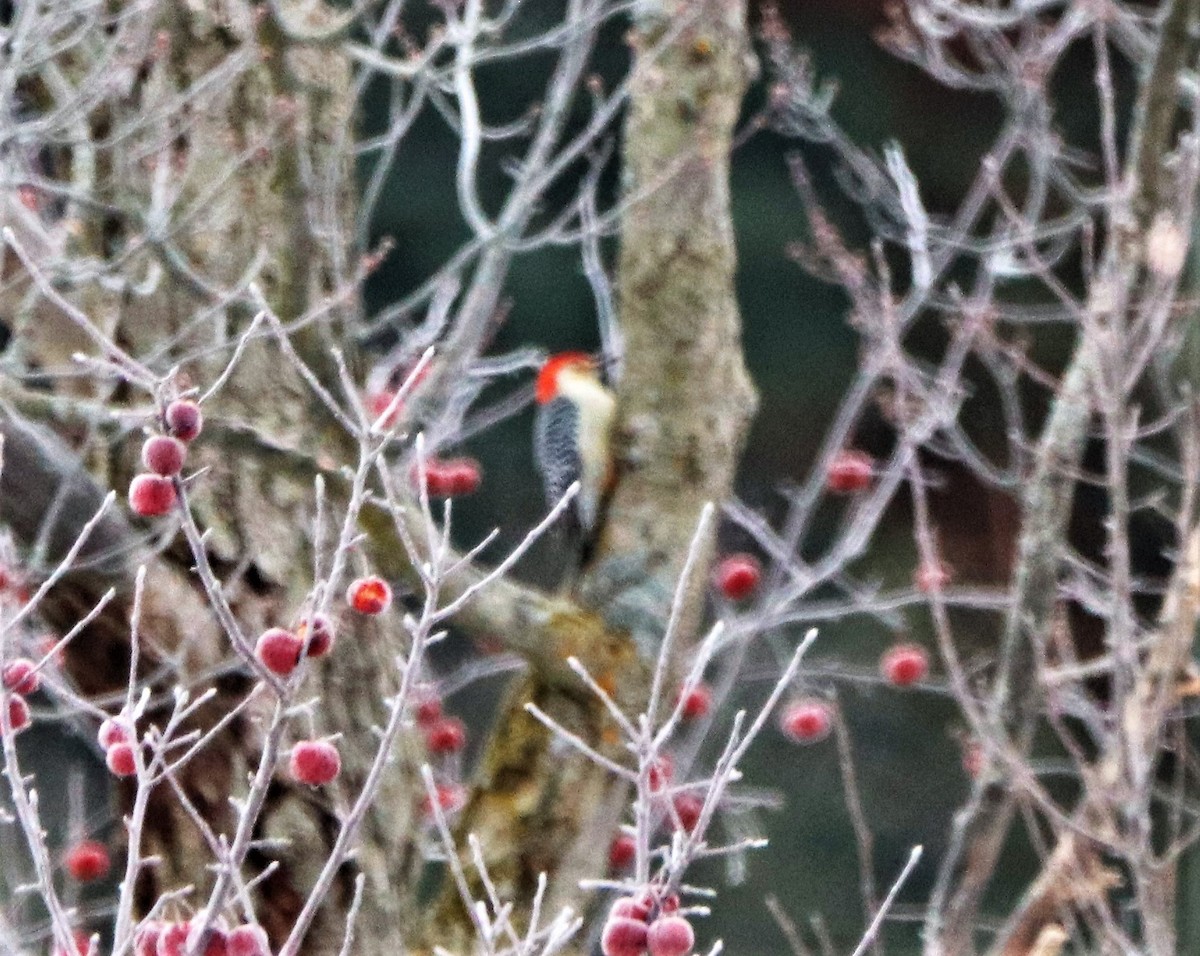 Red-bellied Woodpecker - Eric Patry