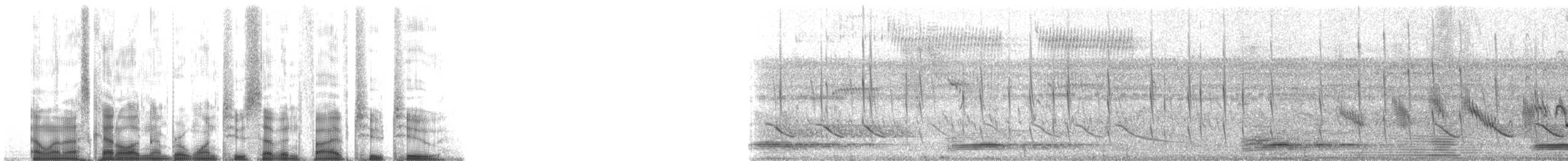 Короткохвостый иглохвост [группа brachyura] - ML127522