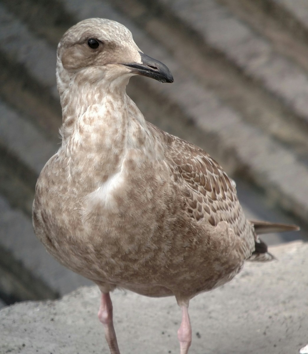 Slaty-backed Gull - Lance Tanino