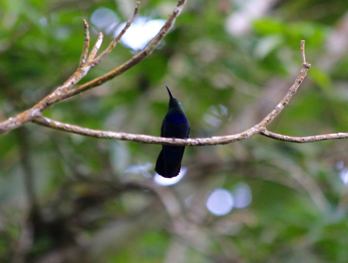 Green-throated Carib - ML127522901