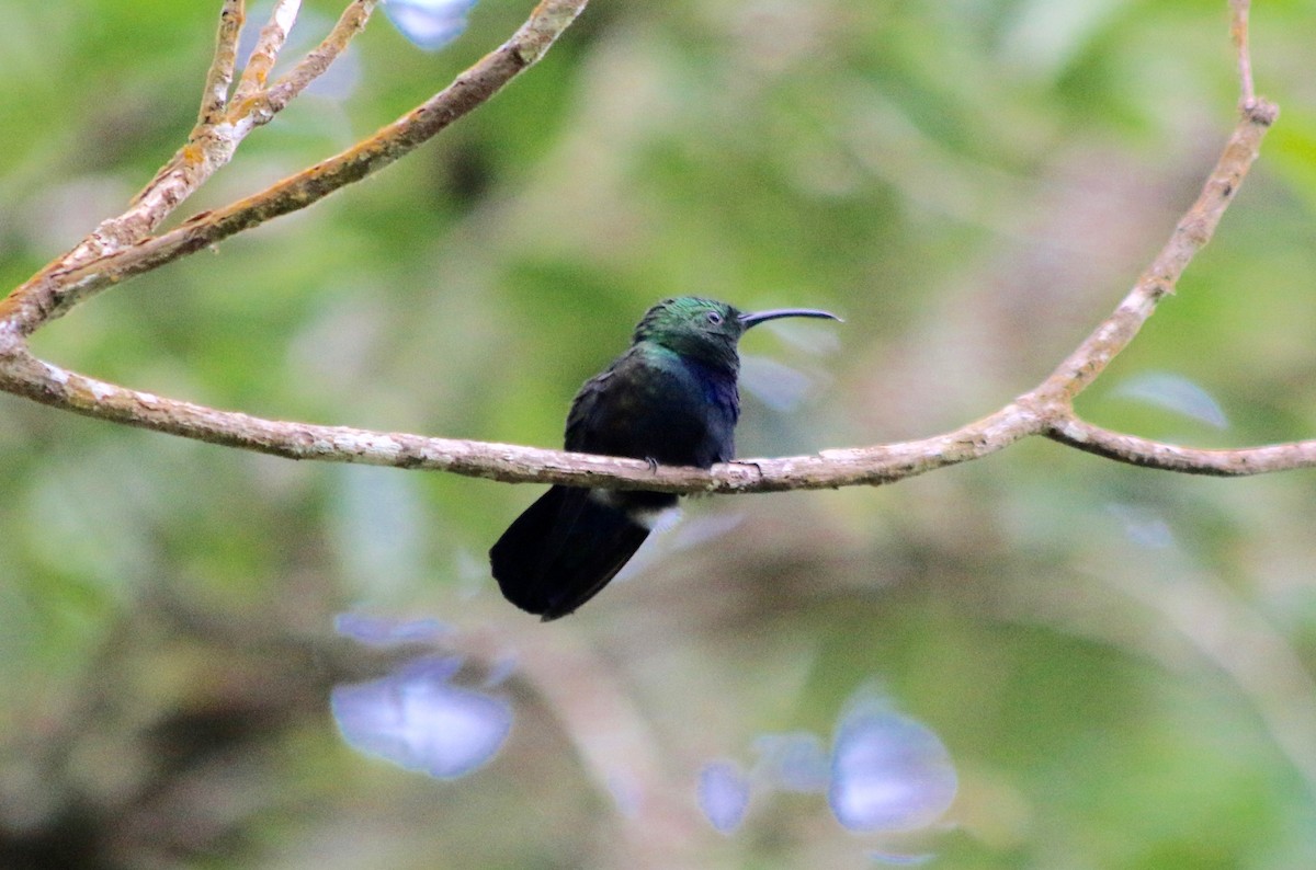 Green-throated Carib - George Lynch