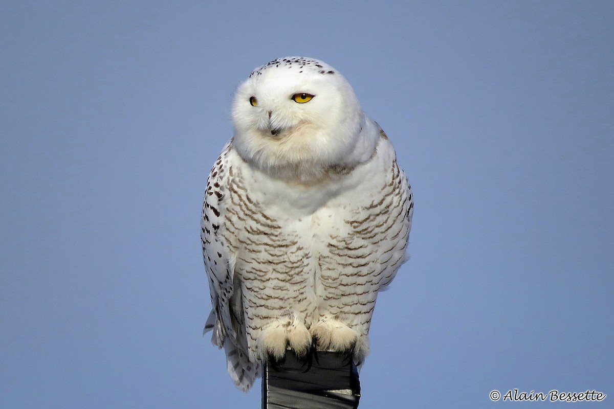 Snowy Owl - Anonymous