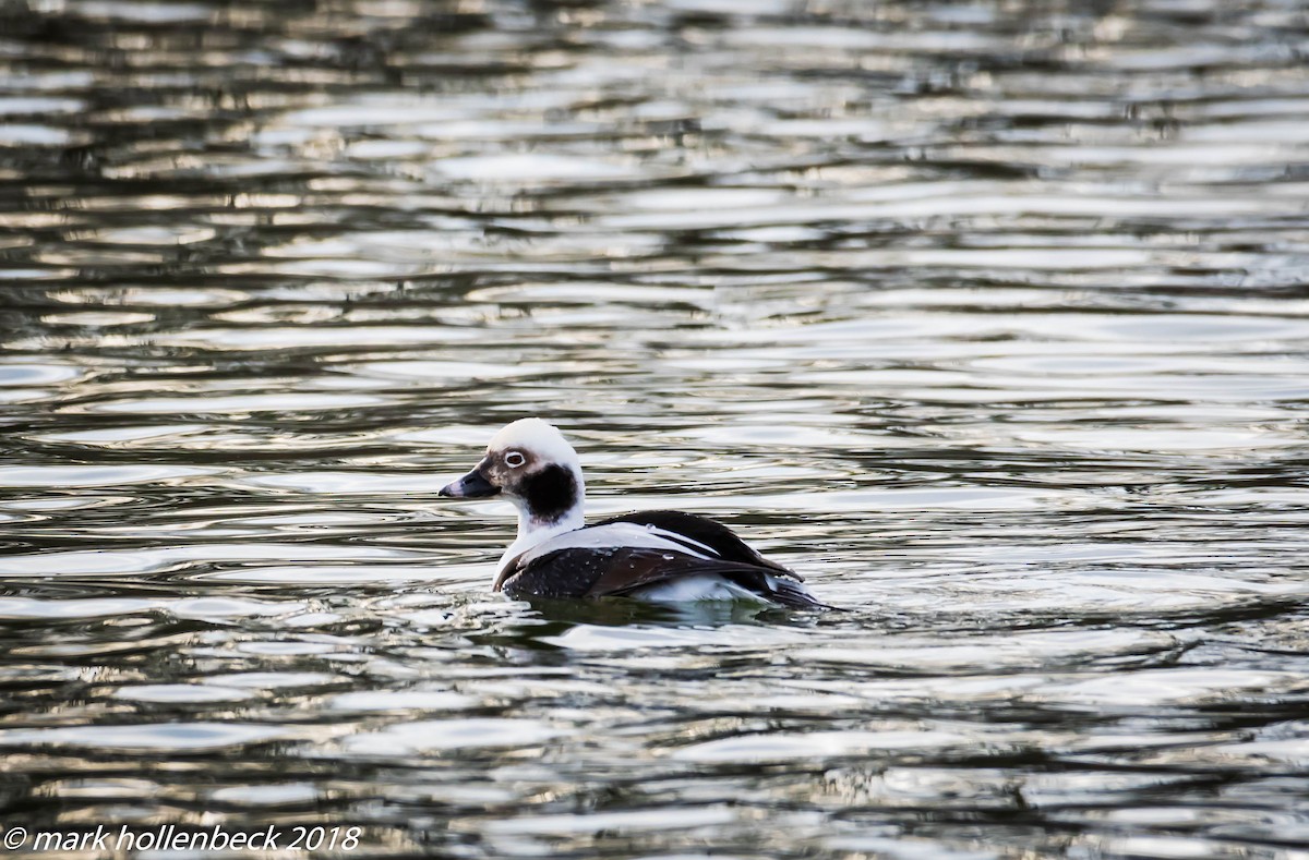 Long-tailed Duck - ML127525131